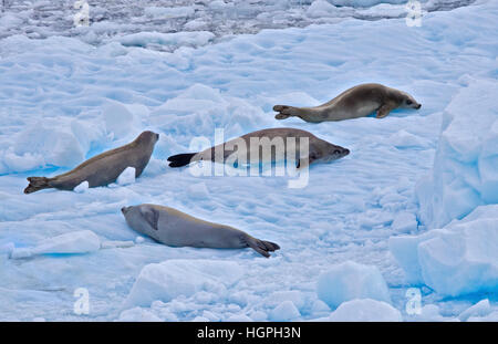 Le guarnizioni Crabeater ( lobodon carcinophagus) su un iceberg, Lemaire Channel, Penisola Antartica Foto Stock