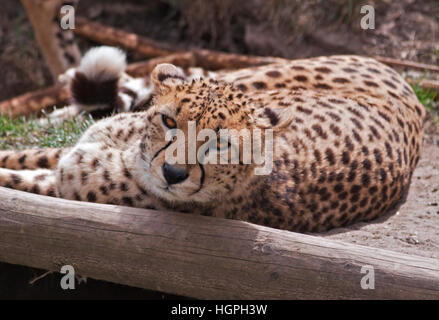 Ghepardo (Acinonyx jubatus) Foto Stock