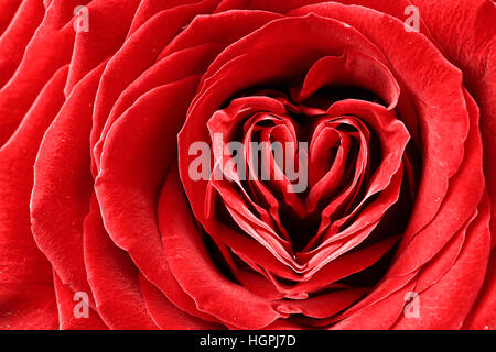 Forma di cuore in rosa rossa Foto Stock