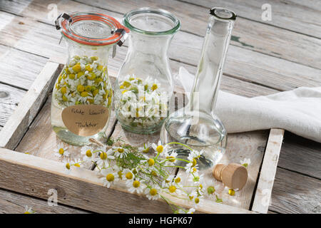 Kamillenblüten-Tinktur, Kamilleblüten-Tinktur, Kamillen-Tinktur, Kamille-Tinktur, Blüten von Kamille werden in alcol ausgezogen, alkoholischer Auszu Foto Stock