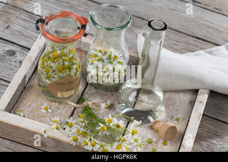 Kamillenblüten-Tinktur, Kamilleblüten-Tinktur, Kamillen-Tinktur, Kamille-Tinktur, Blüten von Kamille werden in alcol ausgezogen, alkoholischer Auszu Foto Stock