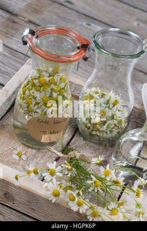 Kamillenblüten-Tinktur, Kamilleblüten-Tinktur, Kamillen-Tinktur, Kamille-Tinktur, Blüten von Kamille werden in alcol ausgezogen, alkoholischer Auszu Foto Stock