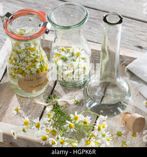 Kamillenblüten-Tinktur, Kamilleblüten-Tinktur, Kamillen-Tinktur, Kamille-Tinktur, Blüten von Kamille werden in alcol ausgezogen, alkoholischer Auszu Foto Stock