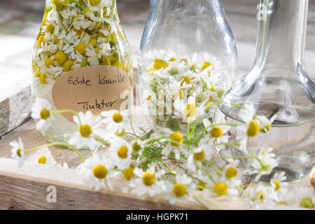 Kamillenblüten-Tinktur, Kamilleblüten-Tinktur, Kamillen-Tinktur, Kamille-Tinktur, Blüten von Kamille werden in alcol ausgezogen, alkoholischer Auszu Foto Stock