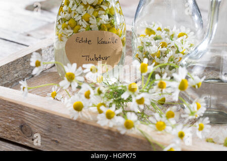 Kamillenblüten-Tinktur, Kamilleblüten-Tinktur, Kamillen-Tinktur, Kamille-Tinktur, Blüten von Kamille werden in alcol ausgezogen, alkoholischer Auszu Foto Stock