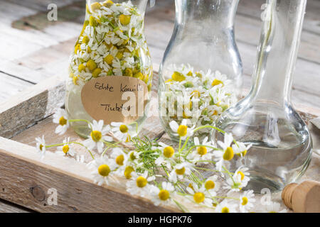 Kamillenblüten-Tinktur, Kamilleblüten-Tinktur, Kamillen-Tinktur, Kamille-Tinktur, Blüten von Kamille werden in alcol ausgezogen, alkoholischer Auszu Foto Stock