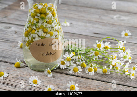 Kamillenblüten-Tinktur, Kamilleblüten-Tinktur, Kamillen-Tinktur, Kamille-Tinktur, Blüten von Kamille werden in alcol ausgezogen, alkoholischer Auszu Foto Stock