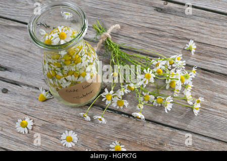 Kamillenblüten-Tinktur, Kamilleblüten-Tinktur, Kamillen-Tinktur, Kamille-Tinktur, Blüten von Kamille werden in alcol ausgezogen, alkoholischer Auszu Foto Stock