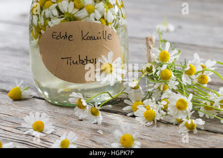 Kamillenblüten-Tinktur, Kamilleblüten-Tinktur, Kamillen-Tinktur, Kamille-Tinktur, Blüten von Kamille werden in alcol ausgezogen, alkoholischer Auszu Foto Stock