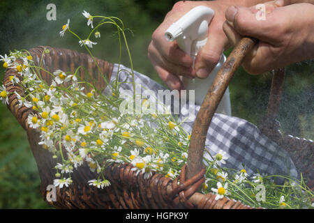 Kräuterernte besprühen, um sie länger frisch zu halten. Geerntete Kräuter in einem Korb werden mit Wassersprüher befeuchtet. Echte Kamille, Matricaria Foto Stock