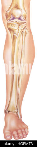 Una piena gamba umana, vista anteriore, mostrando le ossa e le articolazioni in situ Foto Stock