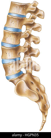 La colonna vertebrale lombare - Regione - Vista laterale Foto Stock