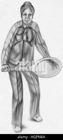 Donna Anatomia nella vita di tutti i giorni - Il sistema Cardiopulminory - il cuore,polmoni,arteria carotide comune,la vena giugulare,arteria succlavia, succlavia vena, Foto Stock