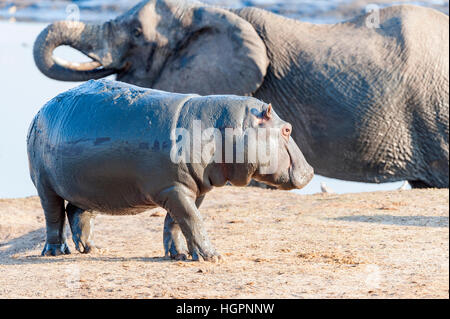 Ippopotamo elefante africano combattimenti standoff Foto Stock