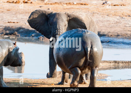 Ippopotamo elefante africano combattimenti standoff Foto Stock