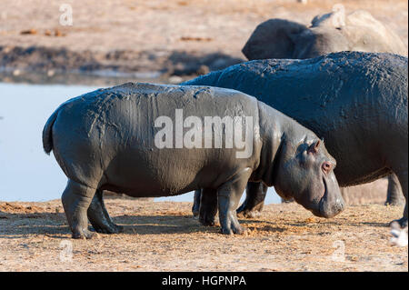 Ippopotamo elefante africano combattimenti standoff Foto Stock