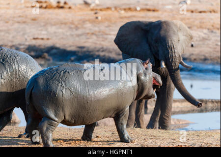 Ippopotamo elefante africano combattimenti standoff Foto Stock