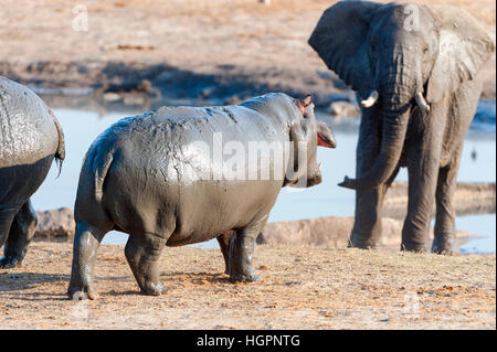 Ippopotamo elefante africano combattimenti standoff Foto Stock