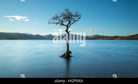 Albero di quercia sulle rive della baia di millarrochy vicino a Balmaha, Loch Lomond e il Trossachs National Park, stirllingshire, Scotland, Regno Unito Foto Stock