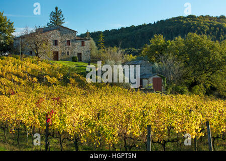 Fornacina di Biliorsi Simone - vigneto e della cantina vicino a Montalcino, Toscana, Italia Foto Stock