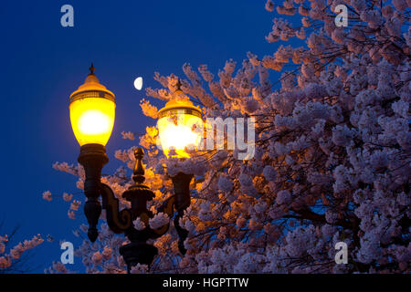 Fiore di Ciliegio con street light, Tom McCall Waterfront Park, Portland, Oregon Foto Stock