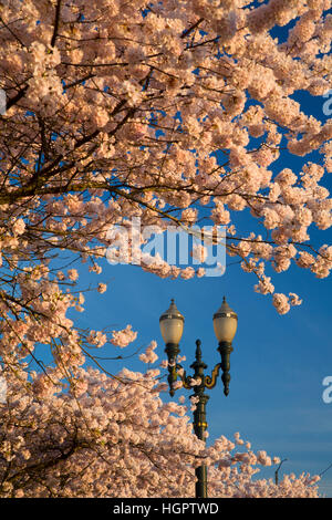 Fiore di Ciliegio con street light, Tom McCall Waterfront Park, Portland, Oregon Foto Stock