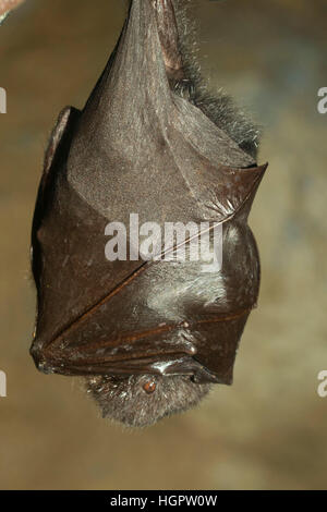 Rodrigues flying fox (Pteropus rodricensis), Oregon Zoo, Washington Park, Portland, Oregon Foto Stock