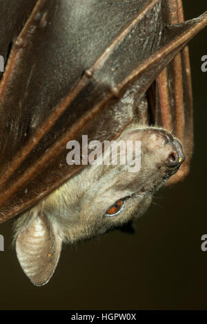 Frutto bat, Oregon Zoo, Washington Park, Portland, Oregon Foto Stock