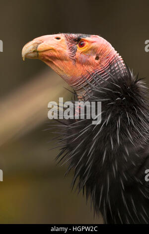 California condor (Gymnogyps californianus), Oregon Zoo, Washington Park, Portland, Oregon Foto Stock