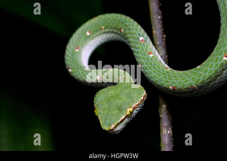 Wagler's pit viper (Tropidolaemus wagleri) nella foresta pluviale tropicale della Malesia Foto Stock