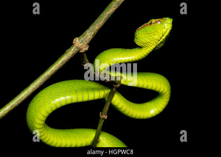 Wagler's pit viper (Tropidolaemus wagleri) nella foresta pluviale tropicale della Malesia Foto Stock