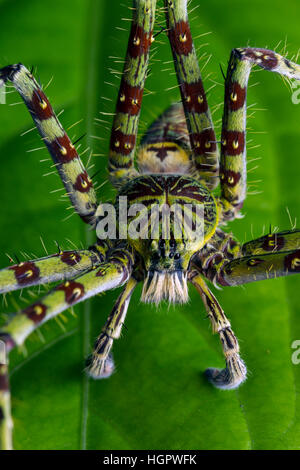 Il Lichen Huntsman Spider (Heteropoda boiei) della foresta pluviale tropicale in Malesia Foto Stock