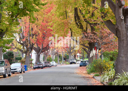 Liquido di alti ambar, comunemente chiamato sweetgum albero o dolce americana gum tree, fodera un vecchio quartiere a nord della California. Natale decoratio Foto Stock