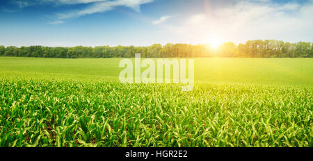 Sunrise oltre il campo di mais Foto Stock