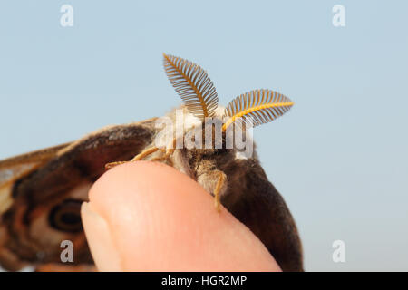 Maschio falena imperatore (Saturnia pavonia) appollaiato su un dito, mostrando feathery antenne Foto Stock