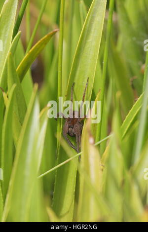 Femmina zattera Fen Spider (Dolomedes plantarius) dalla reintroduzione lo schema i East Anglia, a guardia di una sfera di uova Foto Stock