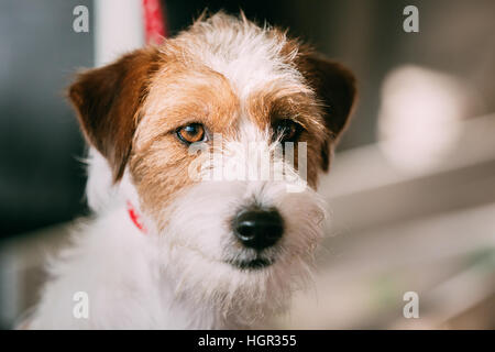 Chiudere il bianco e il rosso giovane Rinzaffate Jack Russell Terrier cane. Piccolo Terrier Foto Stock