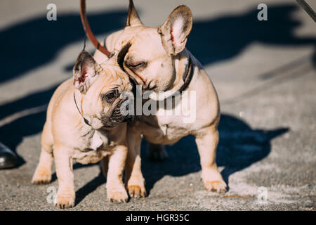 Due buffi bella bulldog francese cani nel parco all'aperto. Popolari razza di cane Foto Stock