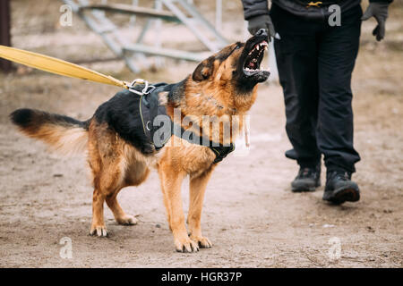 Barking arrabbiato pastore tedesco cane sulla formazione Foto Stock