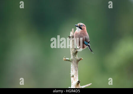 Eurasian Ghiandaia Garrulus glandarius seduto su un albero morto Foto Stock