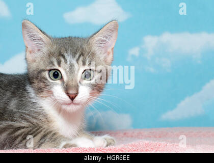Ritratto di due mese vecchio grigio e bianco tabby kitten sulla coperta di pesche guardando viewer, sfondo blu cielo con nuvole. Spazio di copia Foto Stock