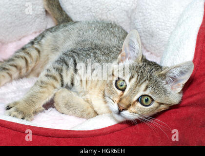 Tre mesi e marrone e grigio a strisce marrone tabby cat recante lateralmente in rosso e crema letto. Guardando al visualizzatore. Foto Stock