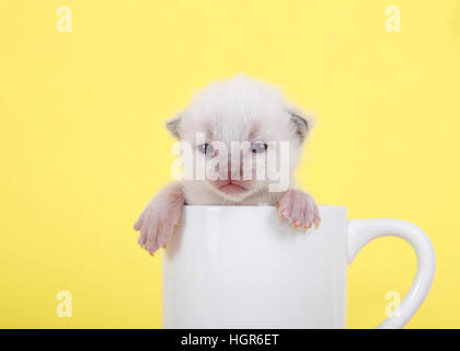 Neonato dieci giorni di età gattino seduto in una tazza da tè, zampe su lato della tazza guardando al visualizzatore. Vivace sfondo giallo. Foto Stock