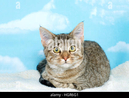 Nero marrone e bianco tabby gattino avvolto a ricciolo relax su una coperta di vello guardando direttamente al visualizzatore. Sfondo blu cielo con nuvole bianche. Copia spac Foto Stock