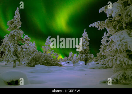 Luci del nord - Aurora boreale sopra coperta di neve foresta. Nightskape massiccia di variopinti vibrante verde luci del nord Foto Stock