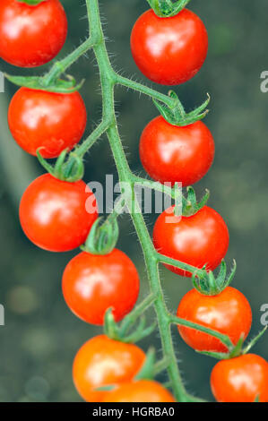 Pomodori ciliegini, F1 milioni di dolci, la maturazione sulla pianta in una serra. Foto Stock