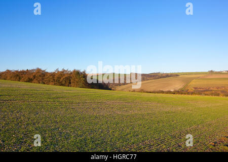 Bosco di larici e inverno campi di grano in patchwork paesaggio del Yorkshire wolds d'inverno. Foto Stock