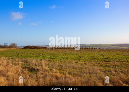 Un paesaggio agricolo in inverno con balle rotonde, di letame e di erbe secche in cima di una collina nel campo di scenic Yorkshire wolds. Foto Stock