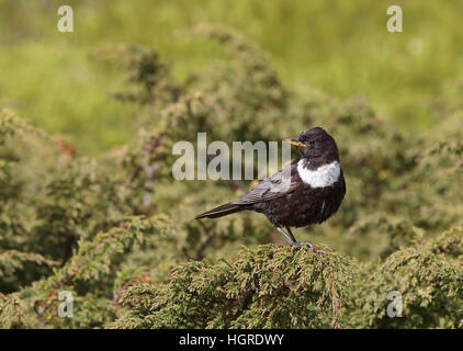 Anello ouzel (Turdus torquatus), in albero di Juniper Foto Stock