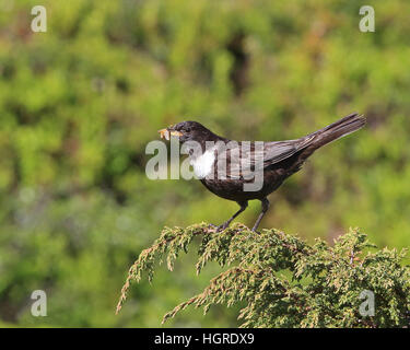 Anello ouzel, Turdus torquatus, raccogliendo cibo per pulcini Foto Stock